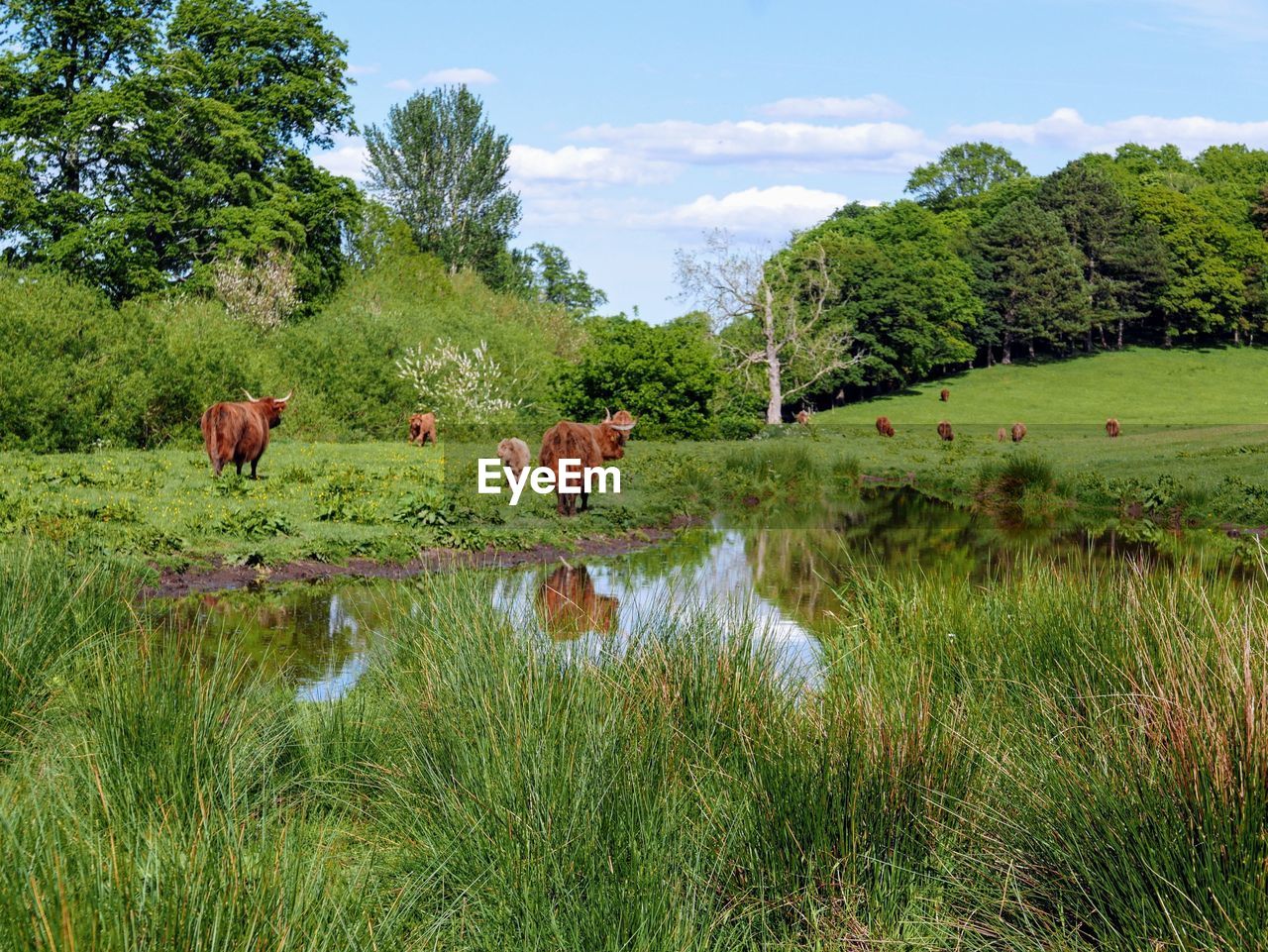 Highland cows in a field