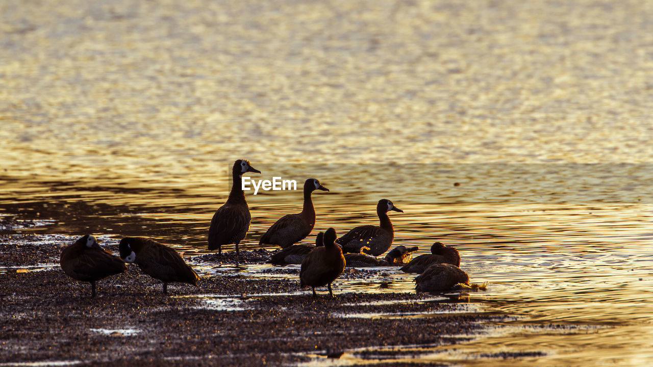 Flock of birds at lakeshore