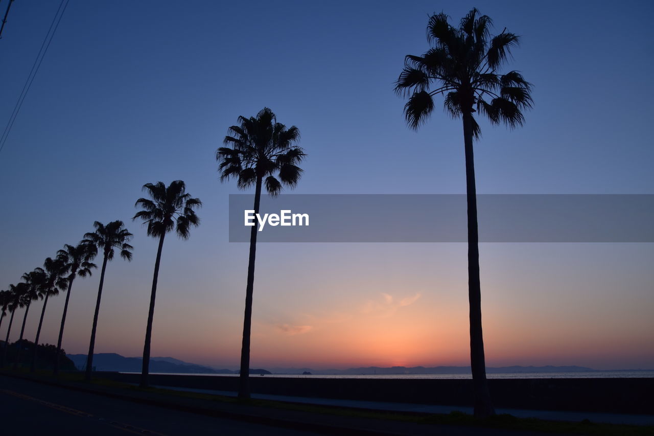 LOW ANGLE VIEW OF SILHOUETTE TREES AGAINST SKY DURING SUNSET