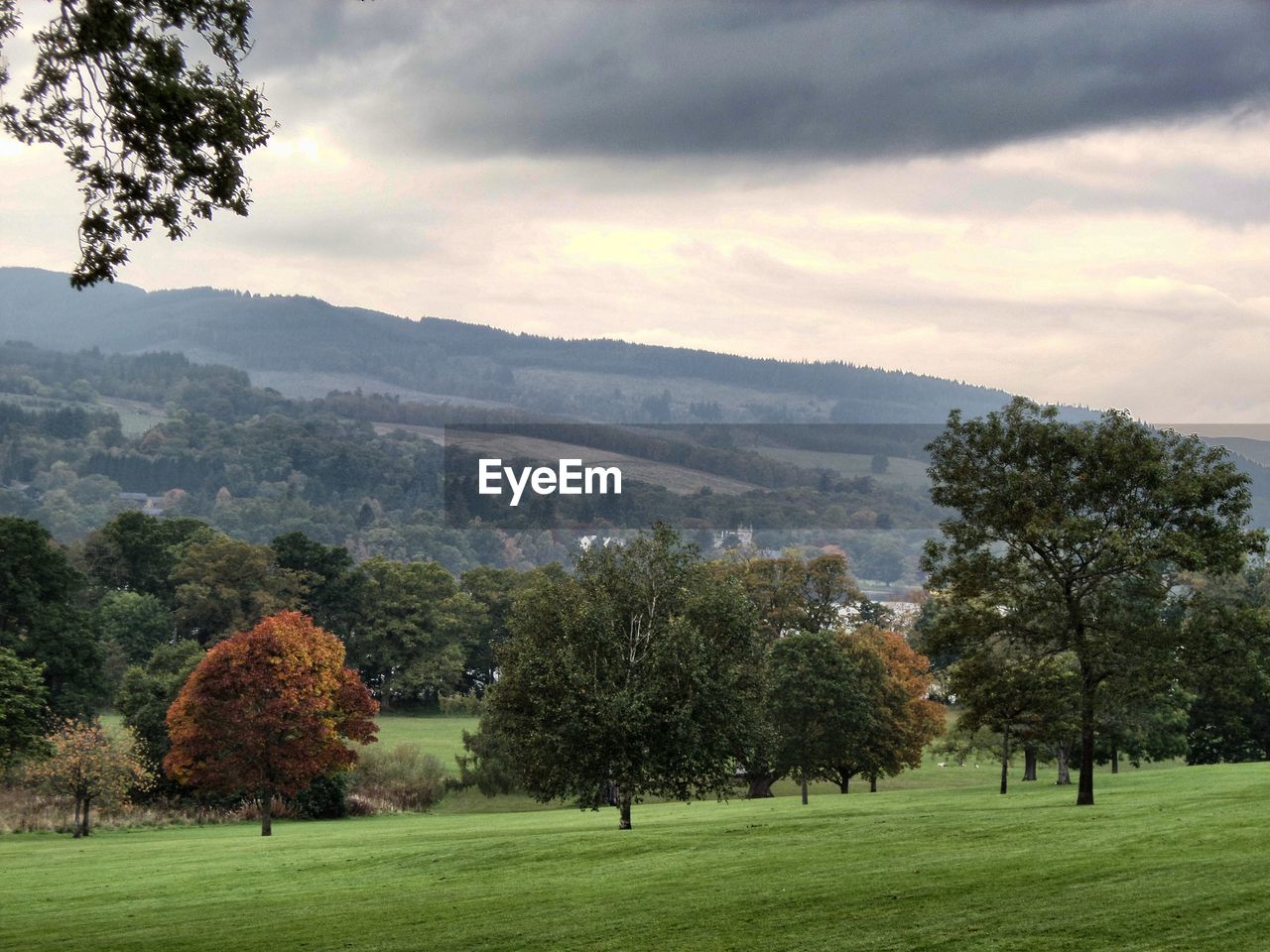 SCENIC VIEW OF GRASSY FIELD AGAINST SKY