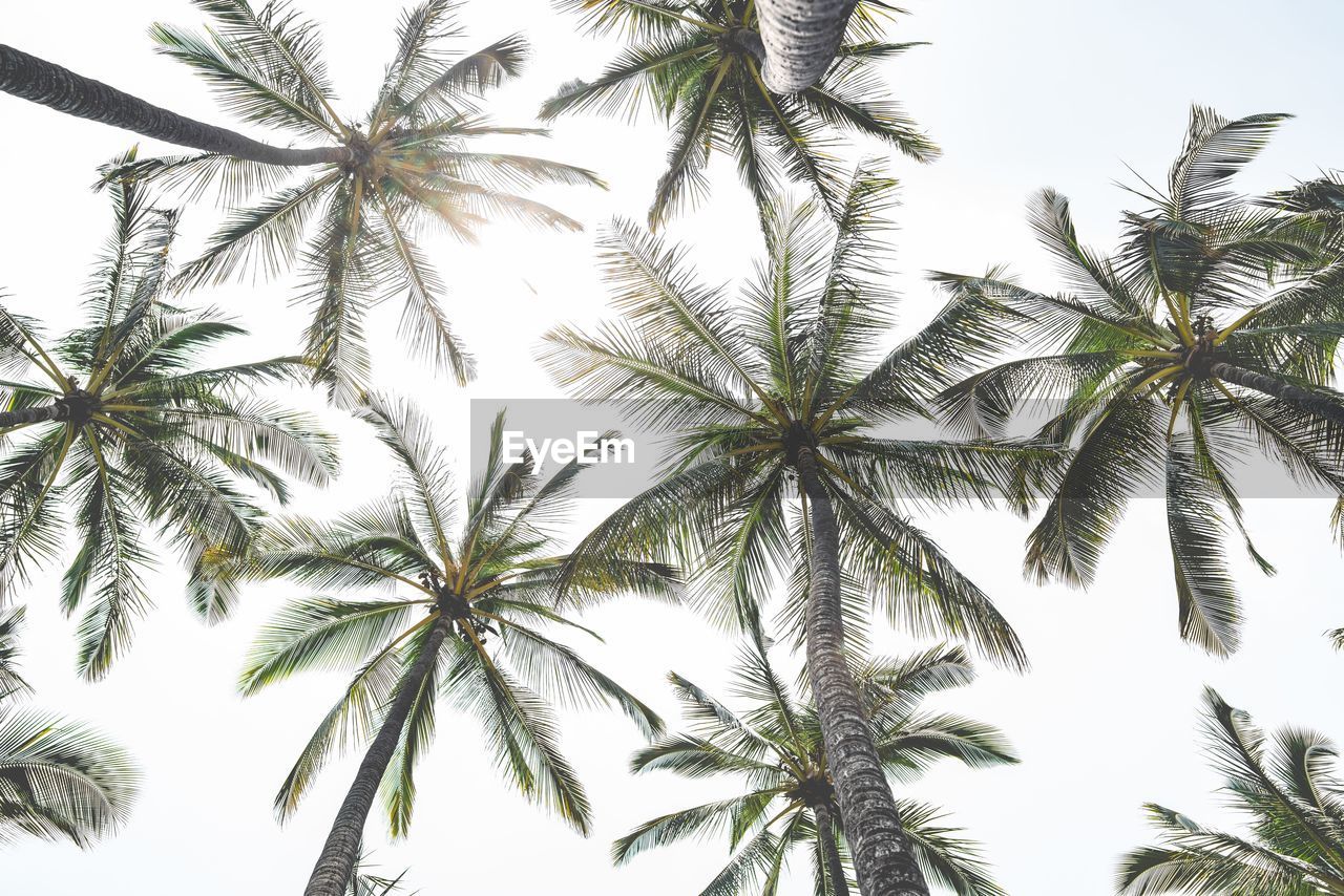 LOW ANGLE VIEW OF COCONUT PALM TREE AGAINST SKY