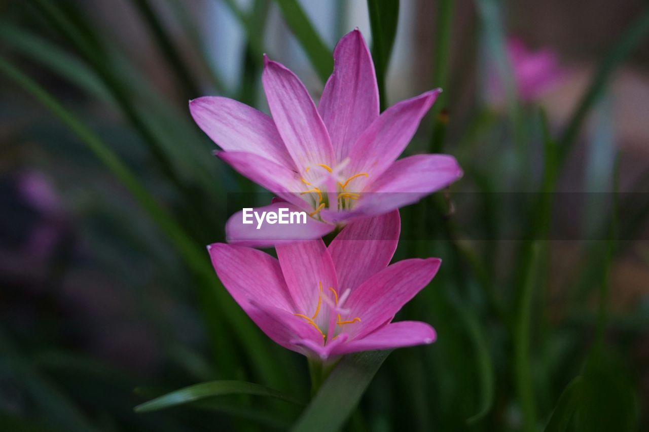 Close-up of pink crocuses growing outdoors