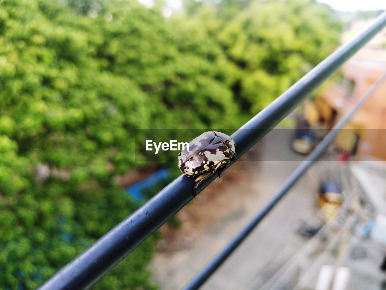 focus on foreground, day, plant, no people, nature, close-up, tree, metal, outdoors, selective focus