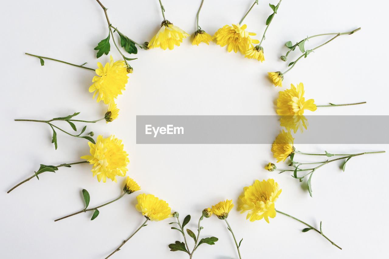 yellow, branch, plant, flower, flowering plant, twig, nature, freshness, white background, leaf, food and drink, studio shot, petal, no people, indoors, creativity, food, produce, plant part, arrangement, healthy eating, beauty in nature