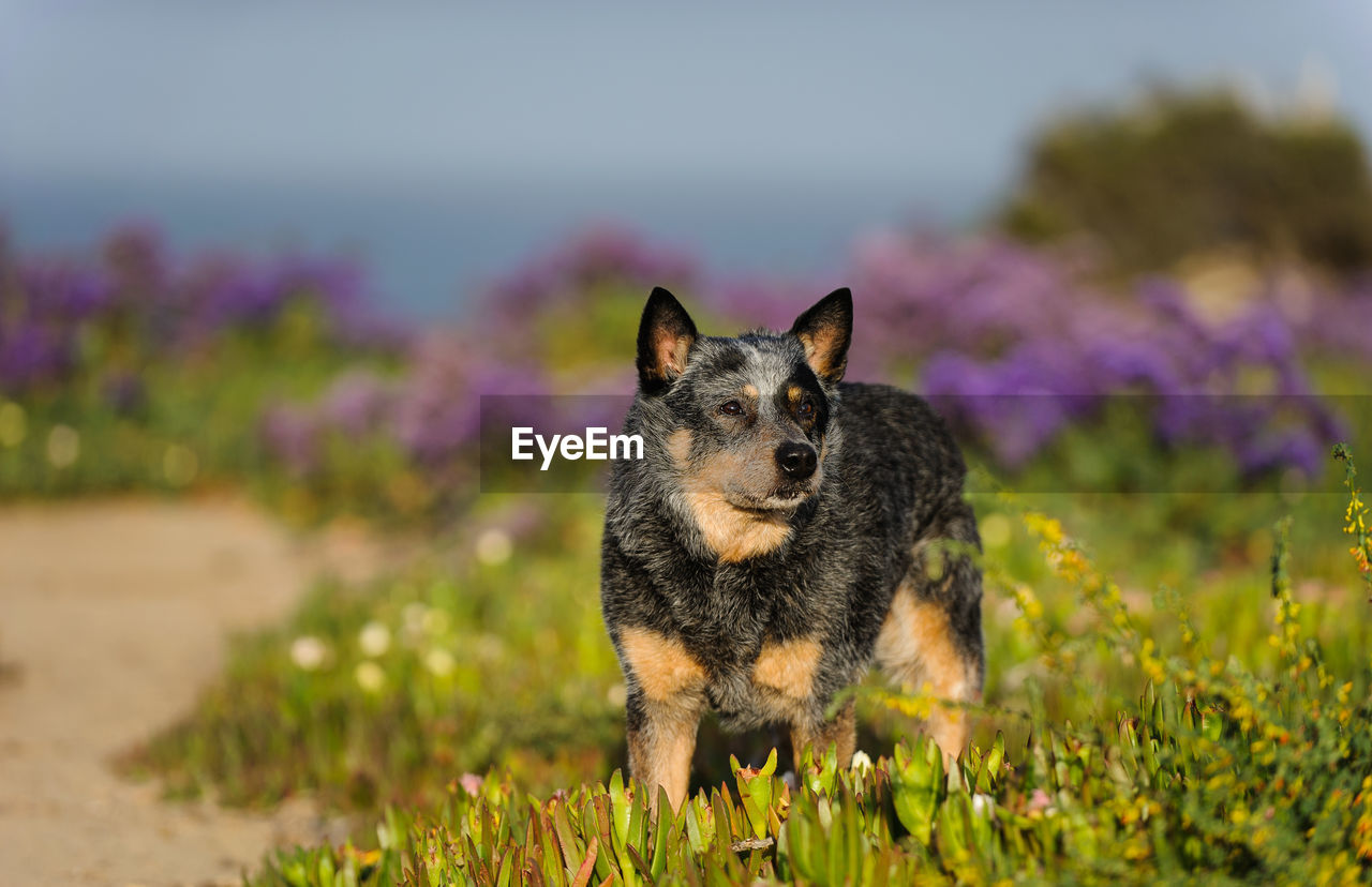 Portrait of dog on field against sky