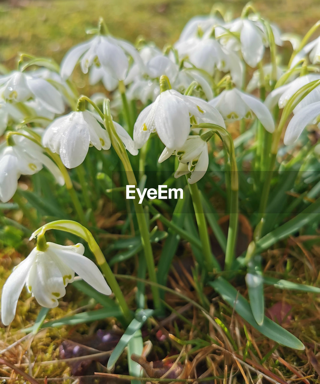 plant, flower, flowering plant, beauty in nature, white, snowdrop, nature, growth, petal, freshness, close-up, fragility, no people, flower head, focus on foreground, inflorescence, springtime, land, day, outdoors, field, green, blossom, botany, grass, plant part, wildflower, leaf