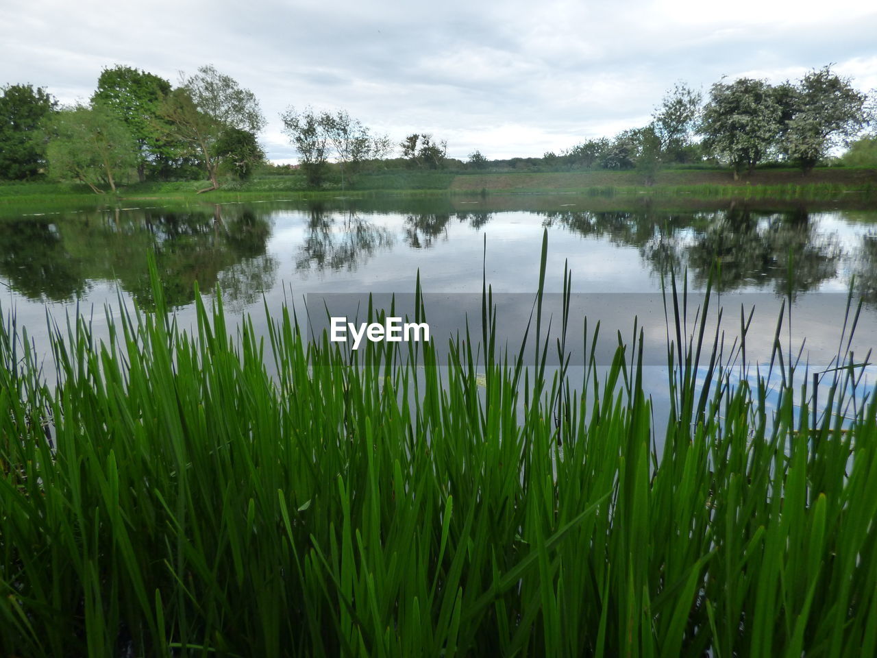 CLOSE-UP OF FRESH GREEN PLANTS IN LAKE