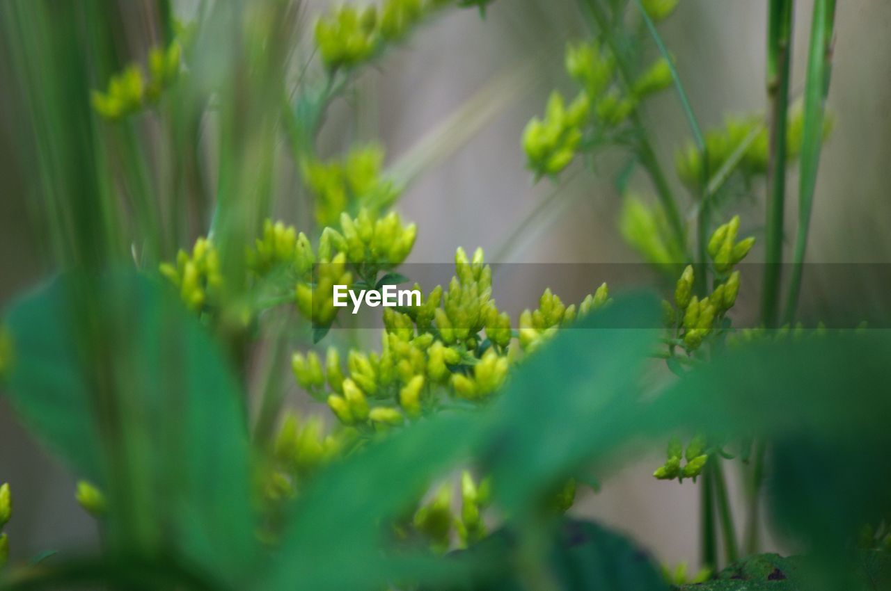 CLOSE-UP OF PLANTS