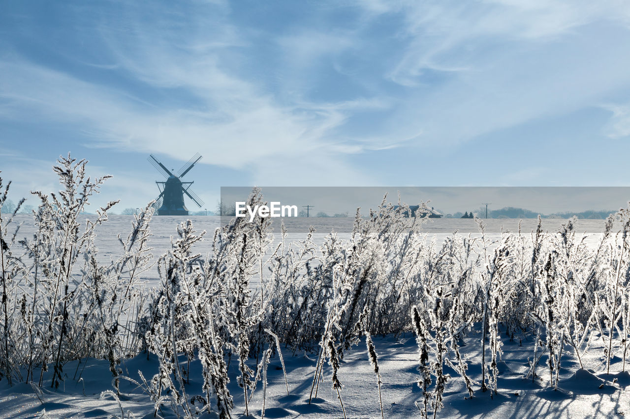 SNOW COVERED PLANTS AGAINST SKY