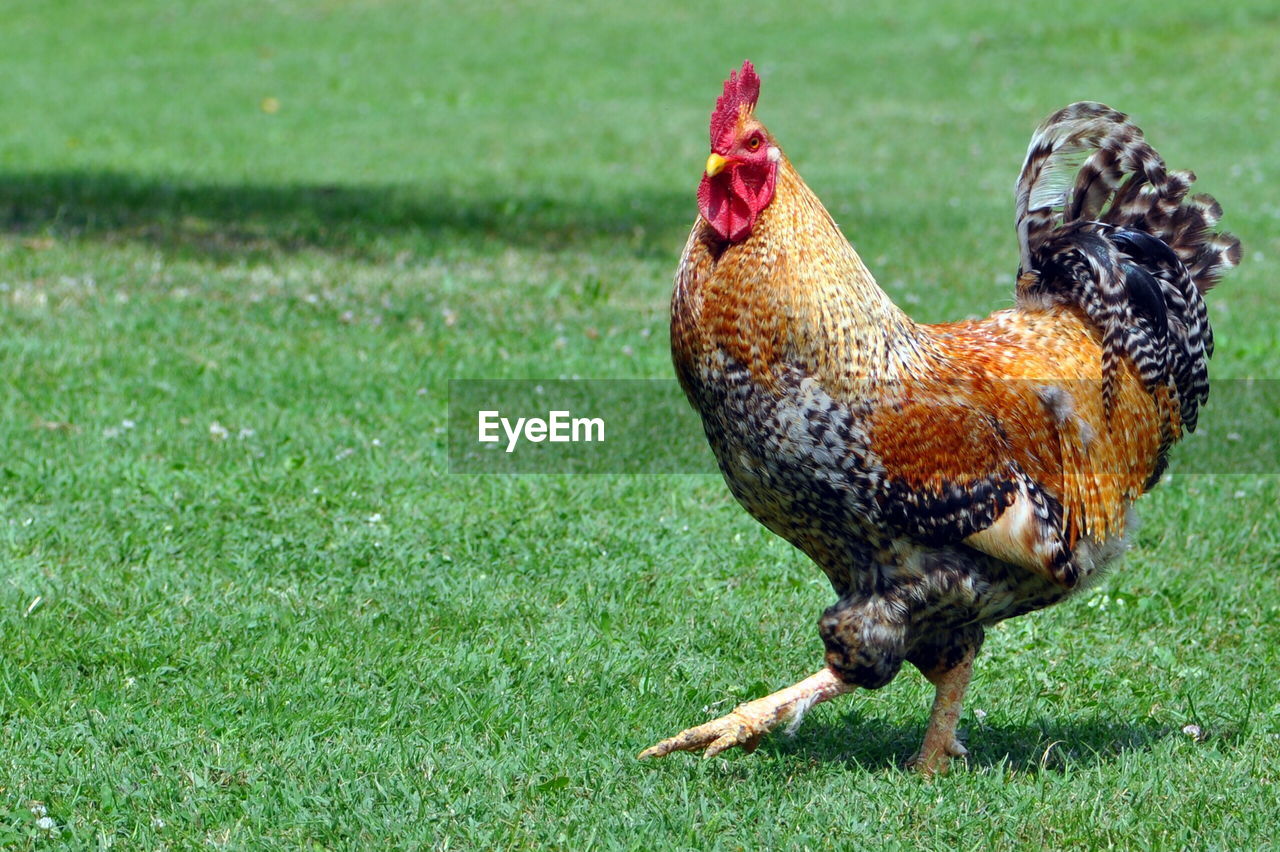 Rooster walking on grassy field