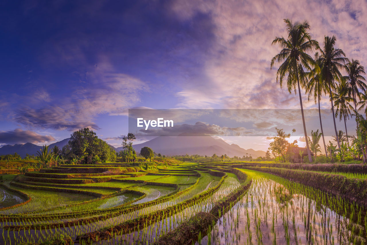 The beauty of the foggy morning panorama with sunrise and rice fields