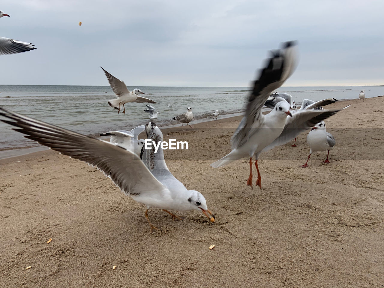 bird, animal, animal themes, animal wildlife, wildlife, gull, group of animals, beach, land, water, seabird, sea, flying, sand, seagull, nature, spread wings, sky, european herring gull, no people, motion, beauty in nature, day, cloud, large group of animals, outdoors, animal body part, coast