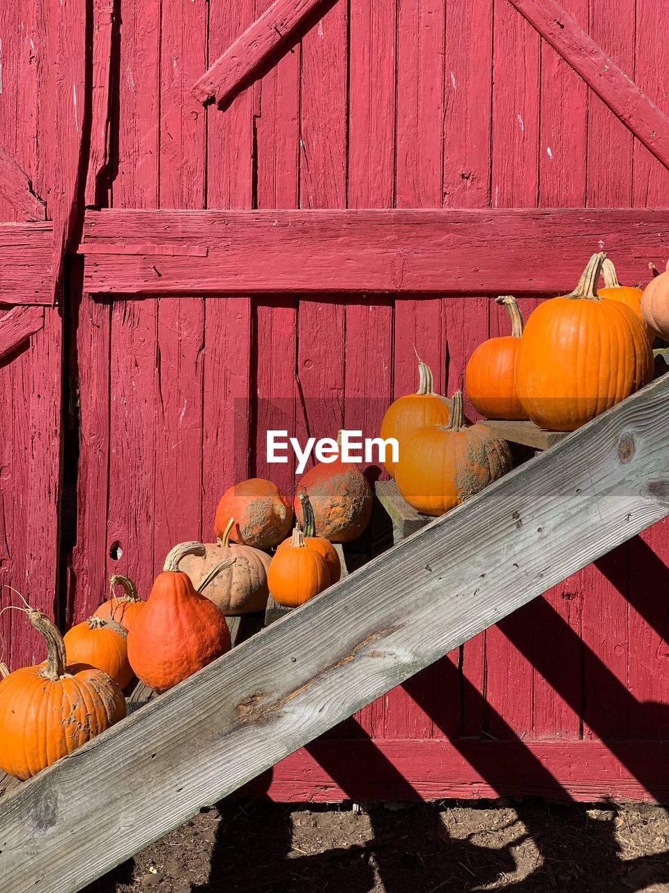 Orange pumpkins on wood during autumn