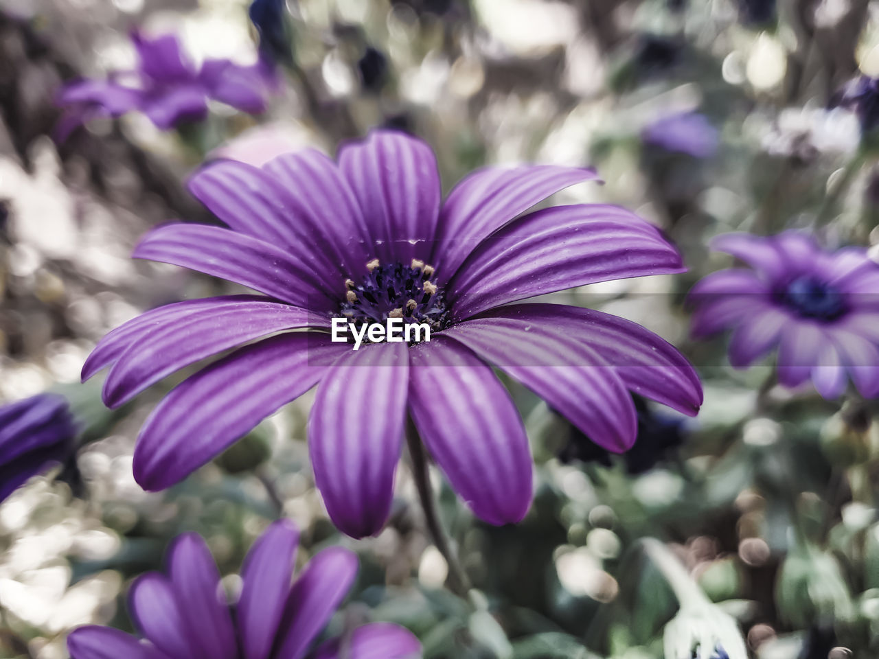 Close-up of purple flower