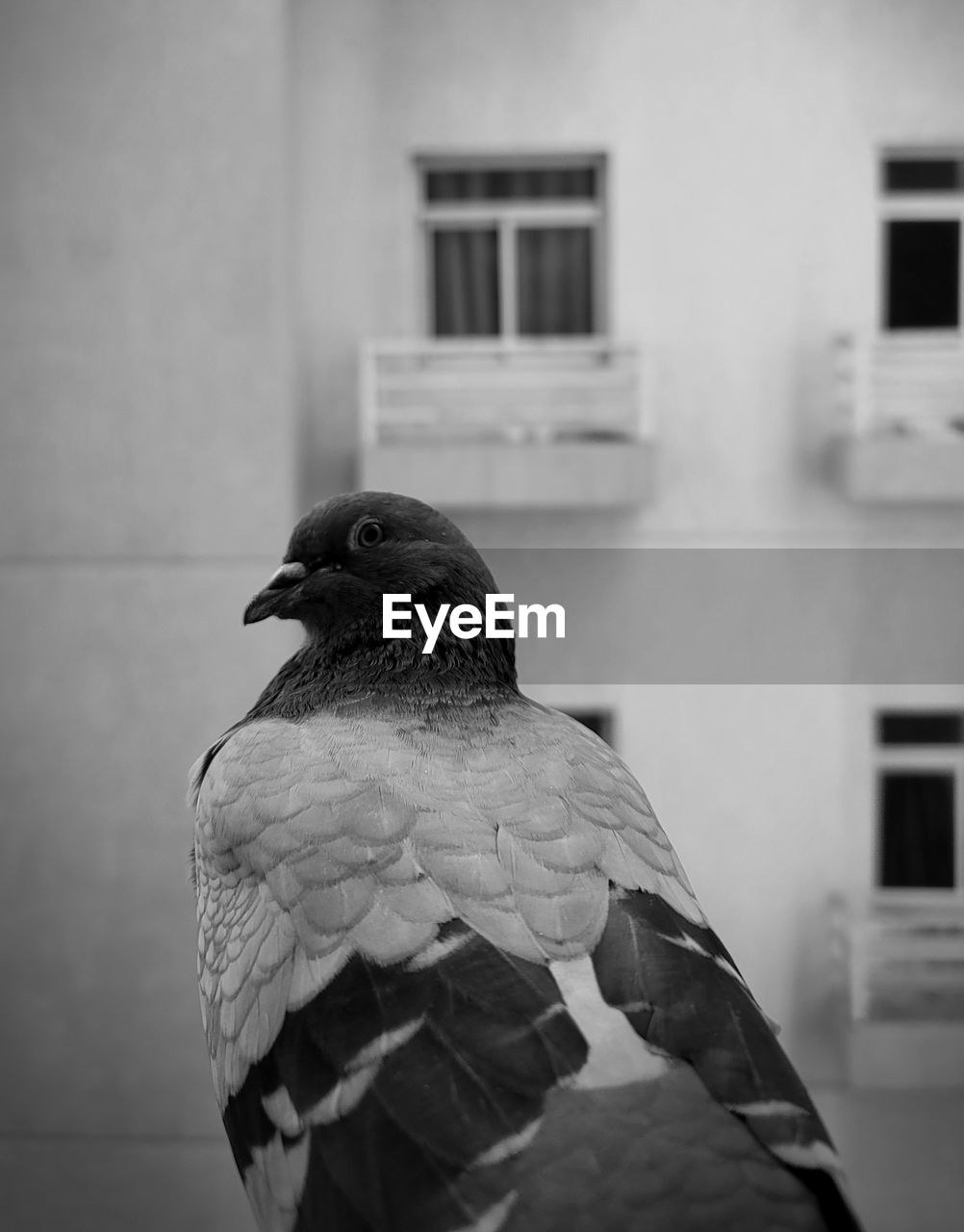 bird, animal, animal themes, black, black and white, monochrome, one animal, animal wildlife, monochrome photography, wildlife, white, perching, architecture, focus on foreground, building exterior, no people, day, built structure, outdoors, nature, wing, close-up, dove - bird