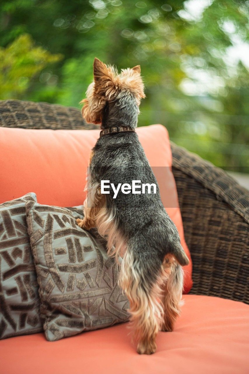 animal themes, mammal, animal, one animal, pet, domestic animals, dog, canine, terrier, no people, sitting, furniture, lap dog, relaxation, day, yorkshire terrier, looking, sofa, focus on foreground
