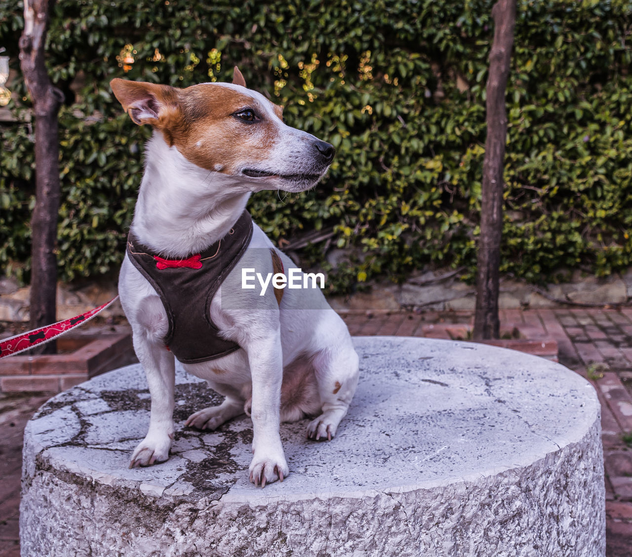 CLOSE-UP OF DOG WITH MOUTH OPEN