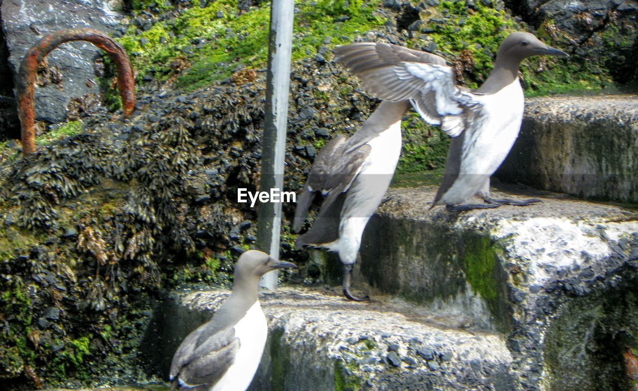 CLOSE-UP OF BIRDS ON RAILING