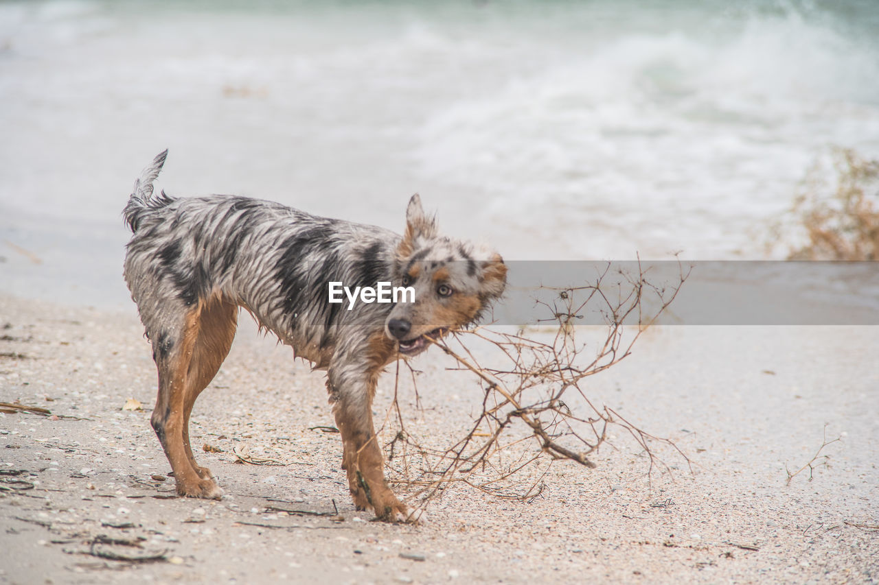 BROWN DOG RUNNING ON BEACH