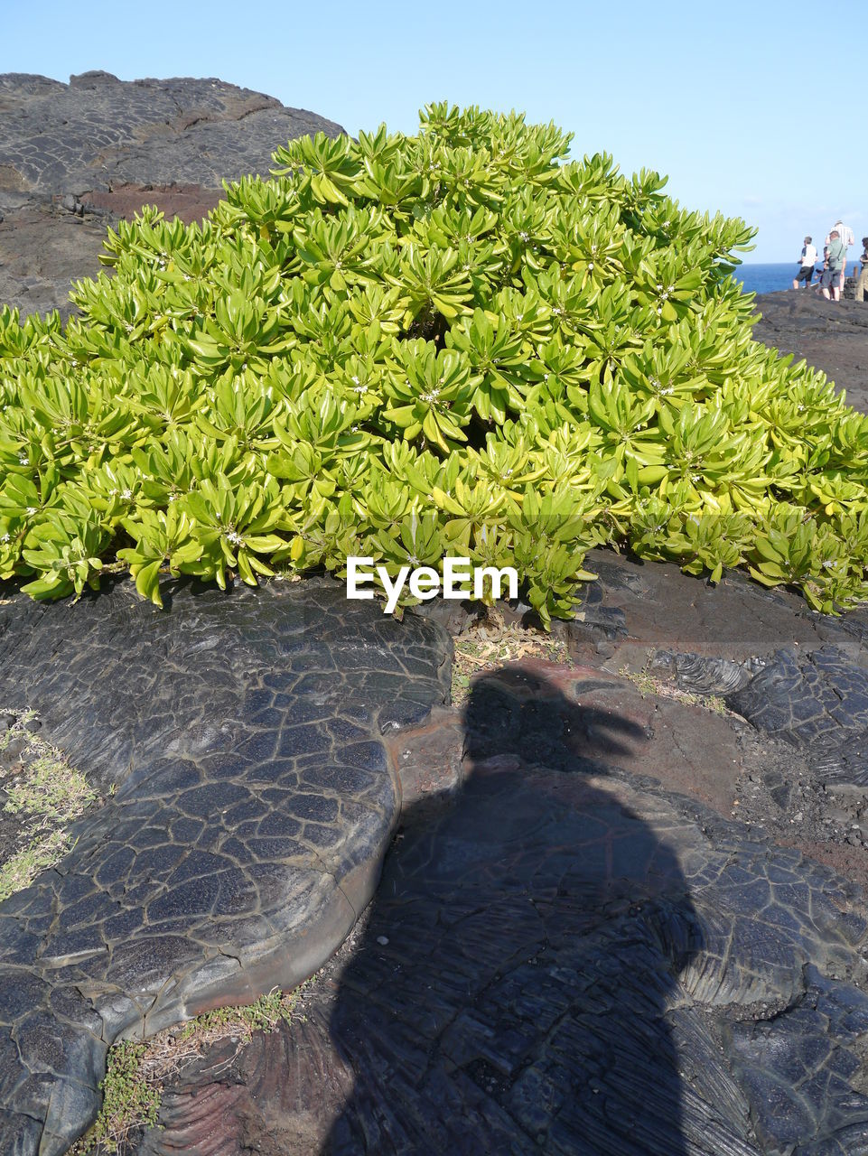 ROCKS IN POND