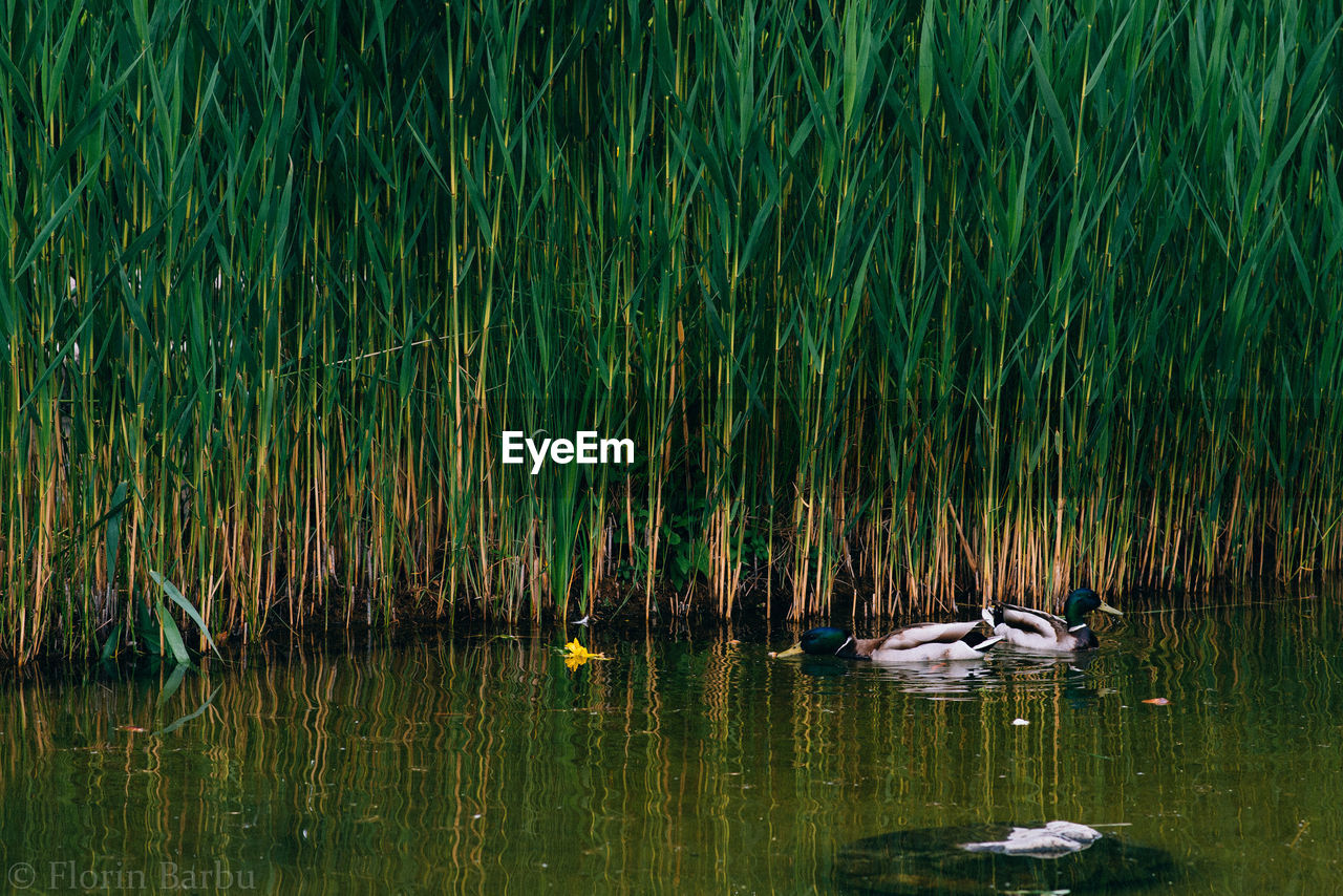 Ducks in water