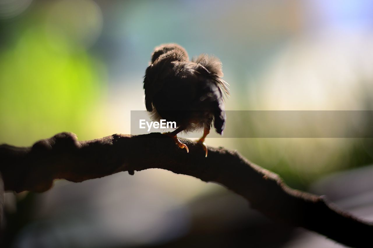 Close-up of bird perching on branch