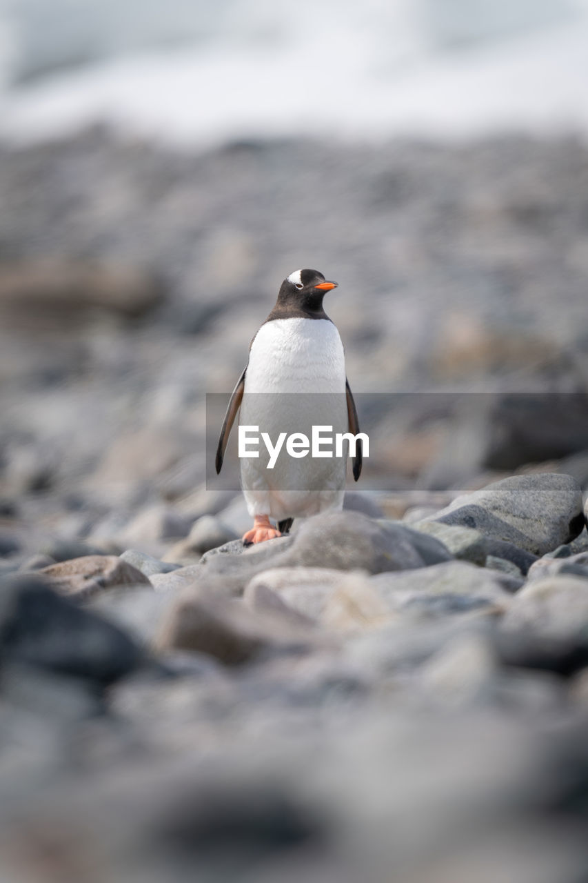 Gentoo penguin stands on rocks watching camera