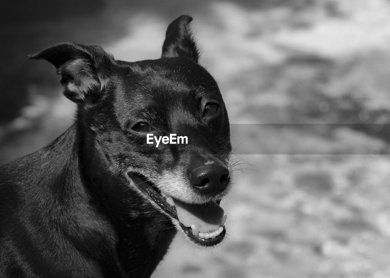 CLOSE-UP PORTRAIT OF DOG LOOKING AWAY