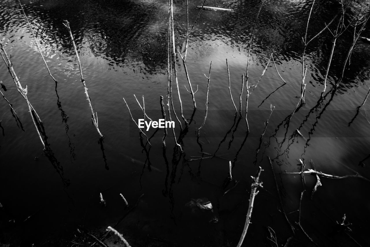 CLOSE-UP OF WET PLANTS IN LAKE