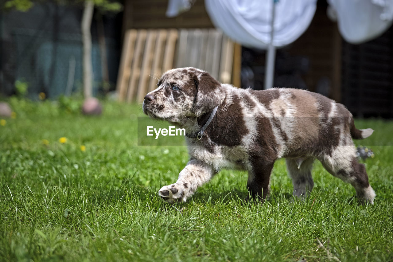 DOG LYING ON GRASS