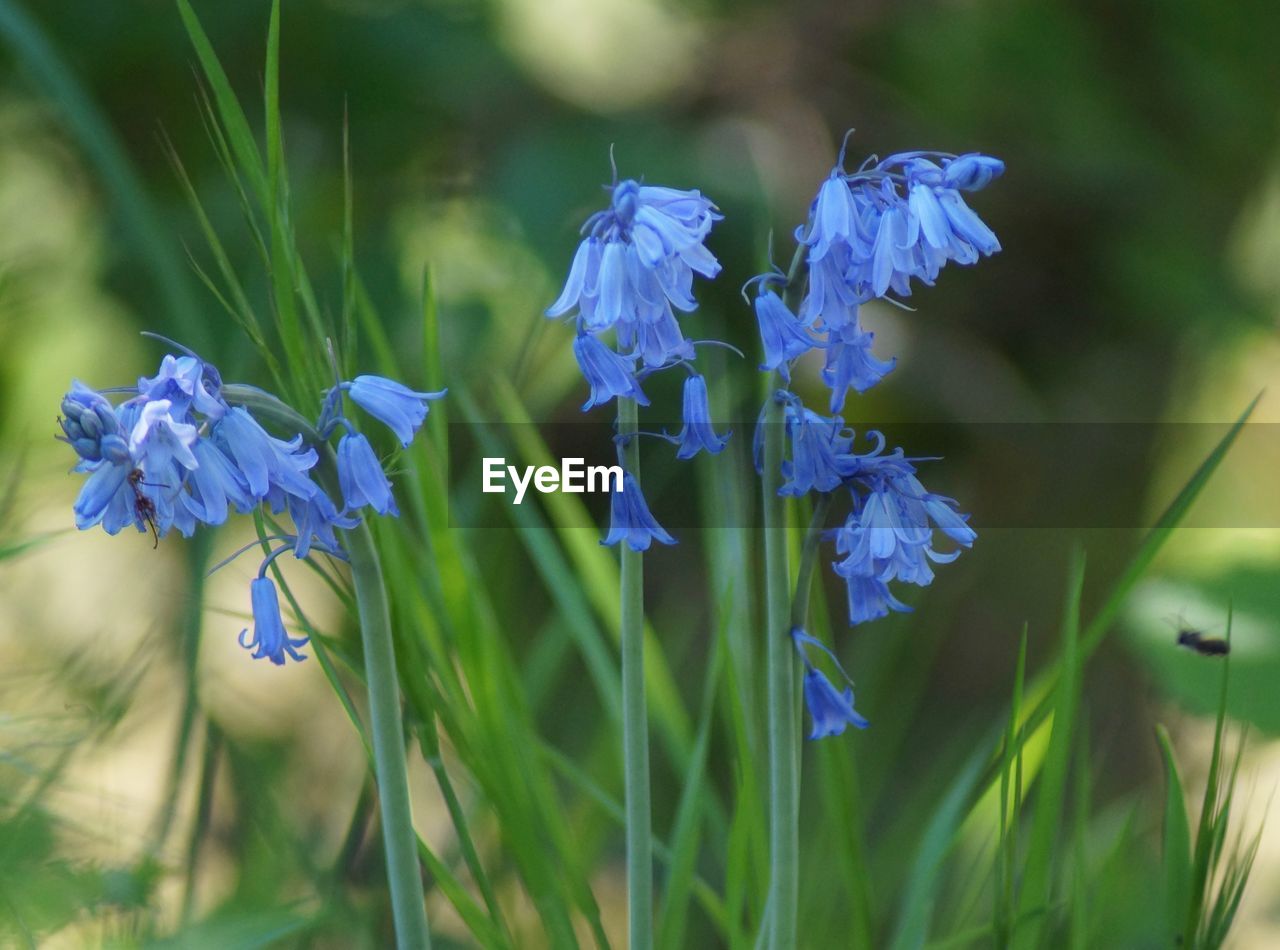 Close-up of purple flowering plant on field