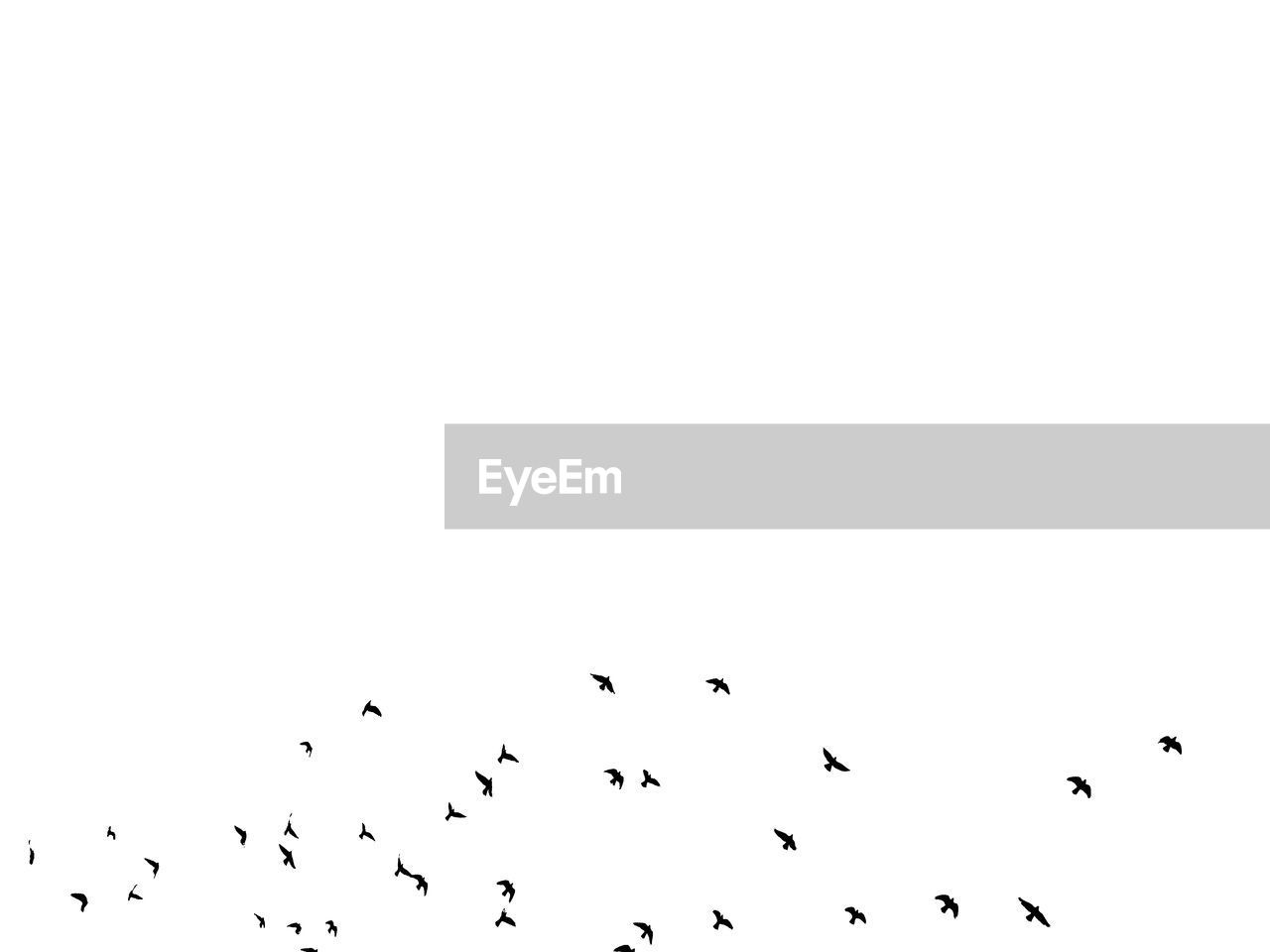LOW ANGLE VIEW OF BIRDS FLYING OVER BLURRED BACKGROUND