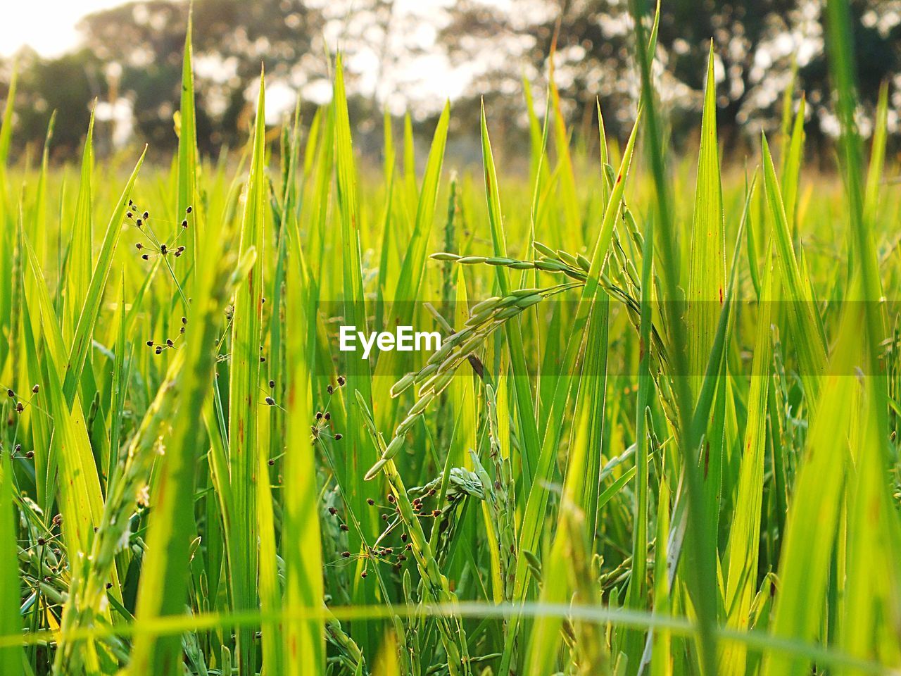 Close-up of crops growing on field in farm