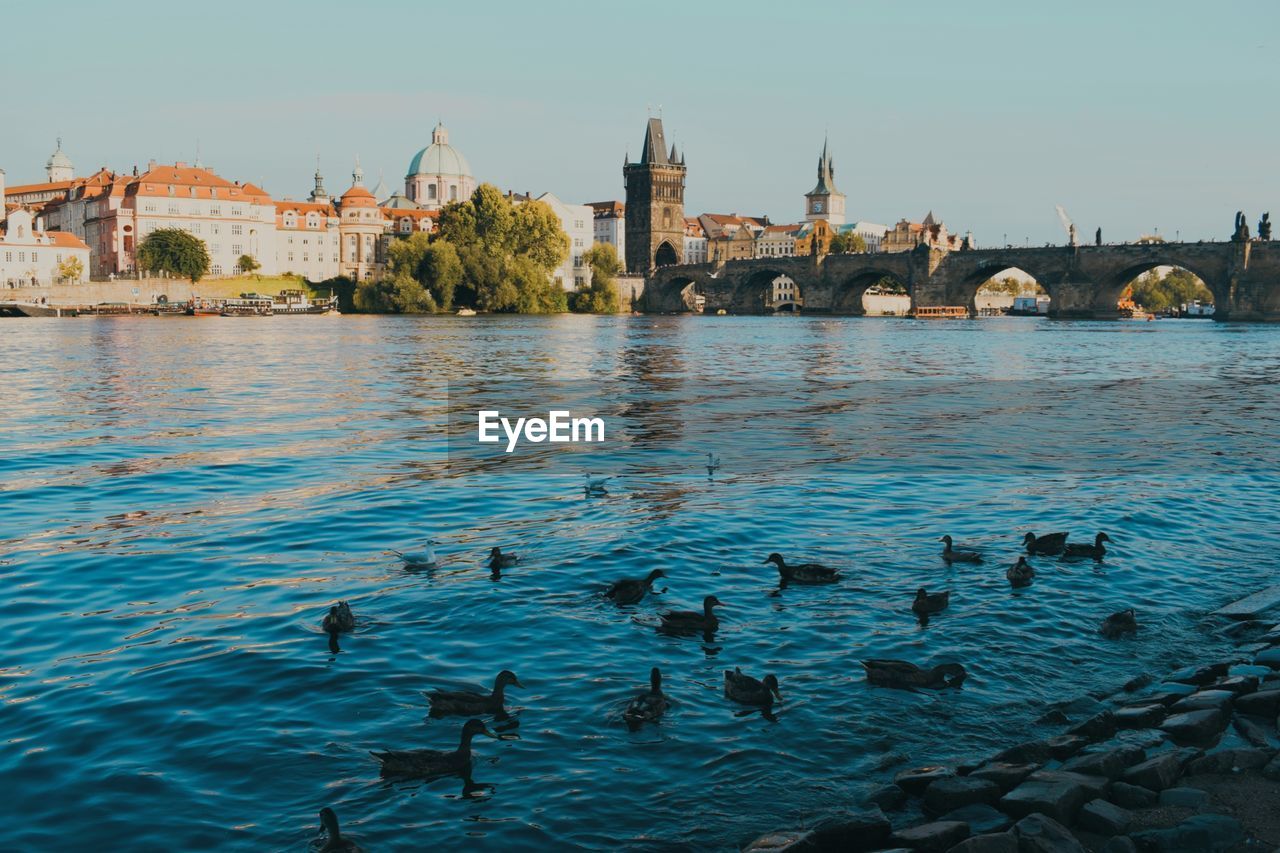 View of birds in river against buildings