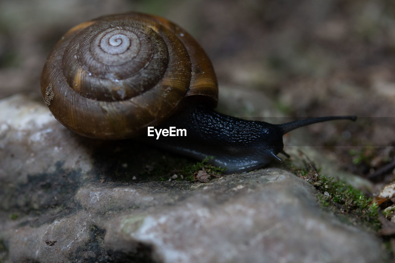 CLOSE-UP OF SNAIL