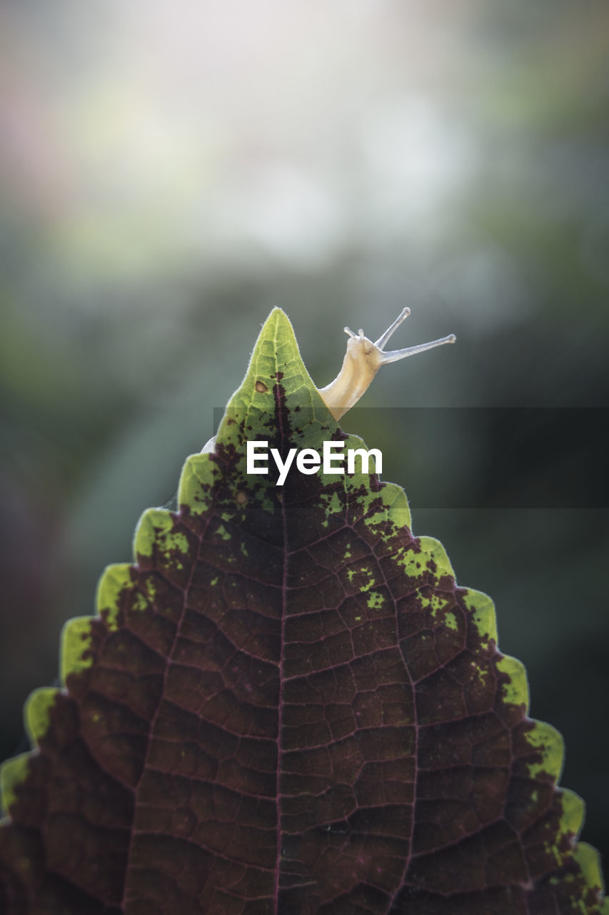 Close-up of insect on leaf