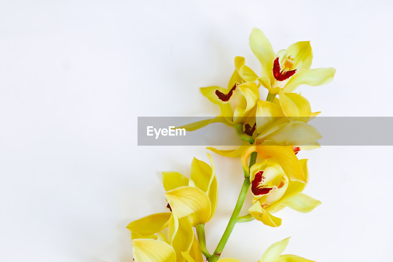 CLOSE-UP OF YELLOW FLOWERING PLANT