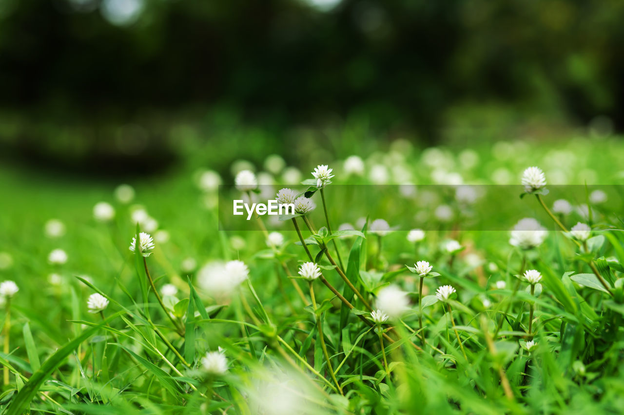 Close-up of white flowering plants on field