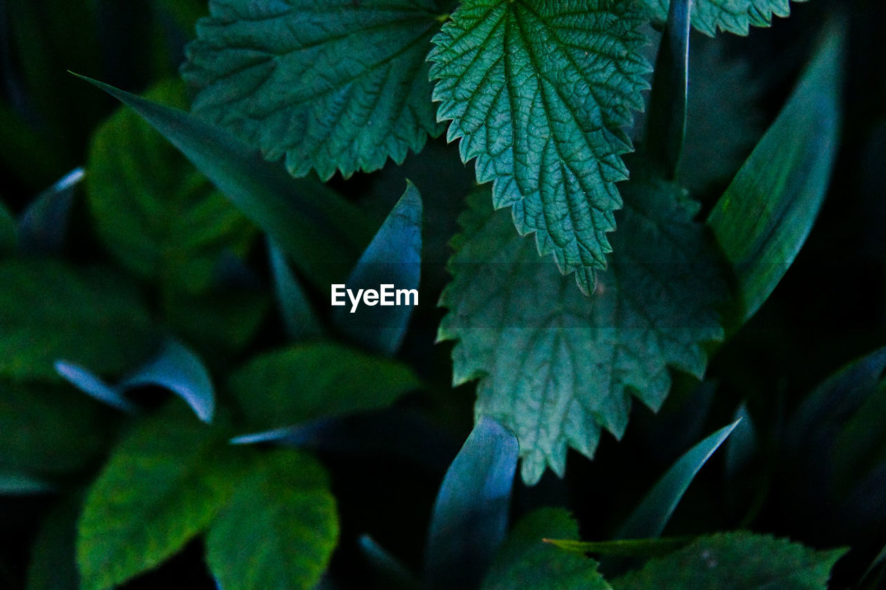 Close-up of green leaves