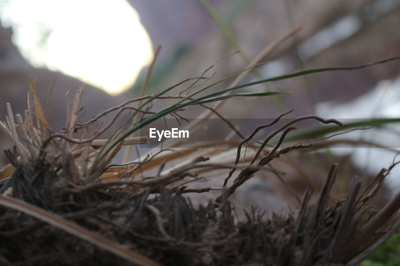 CLOSE-UP OF DRY PLANTS ON FIELD AGAINST SKY