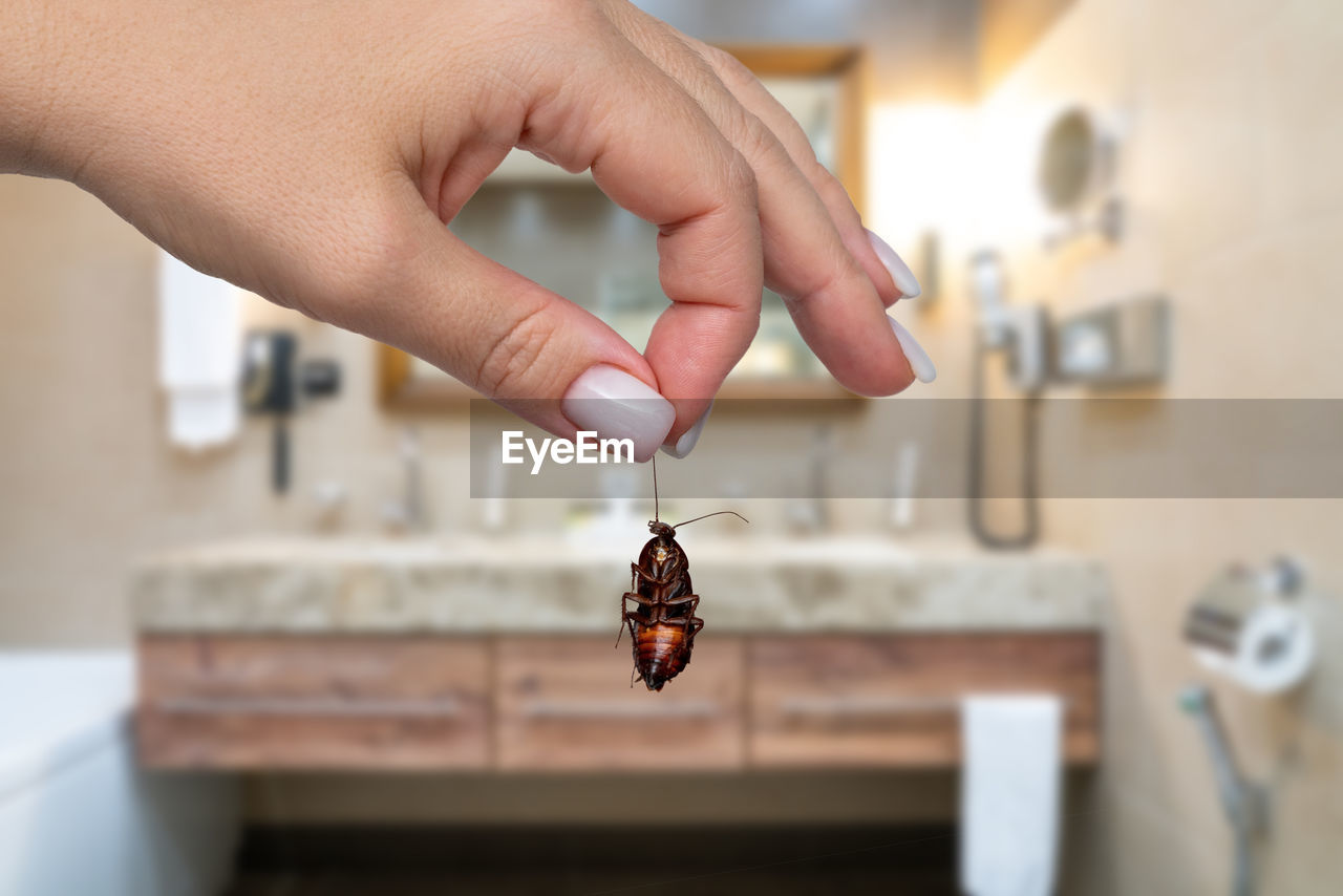 cropped hand of woman holding insect