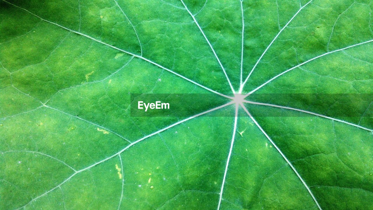 Extreme close up of leaf