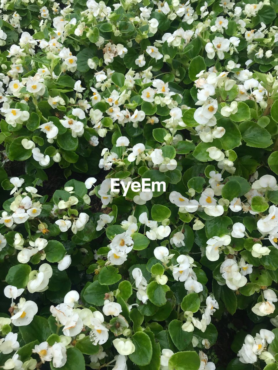 High angle view of white flowering plants