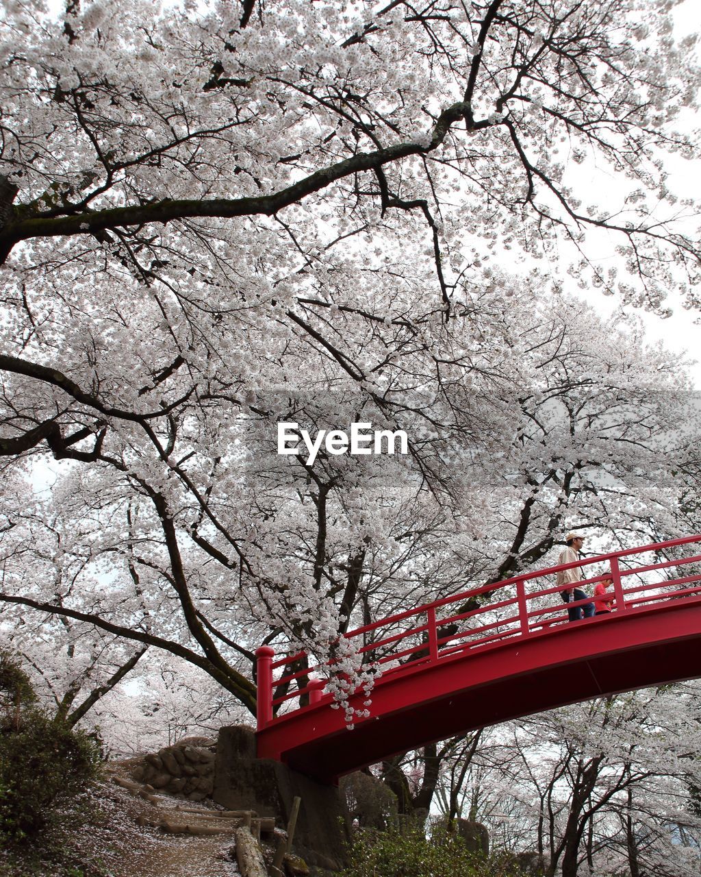 LOW ANGLE VIEW OF RED TREE AGAINST SKY