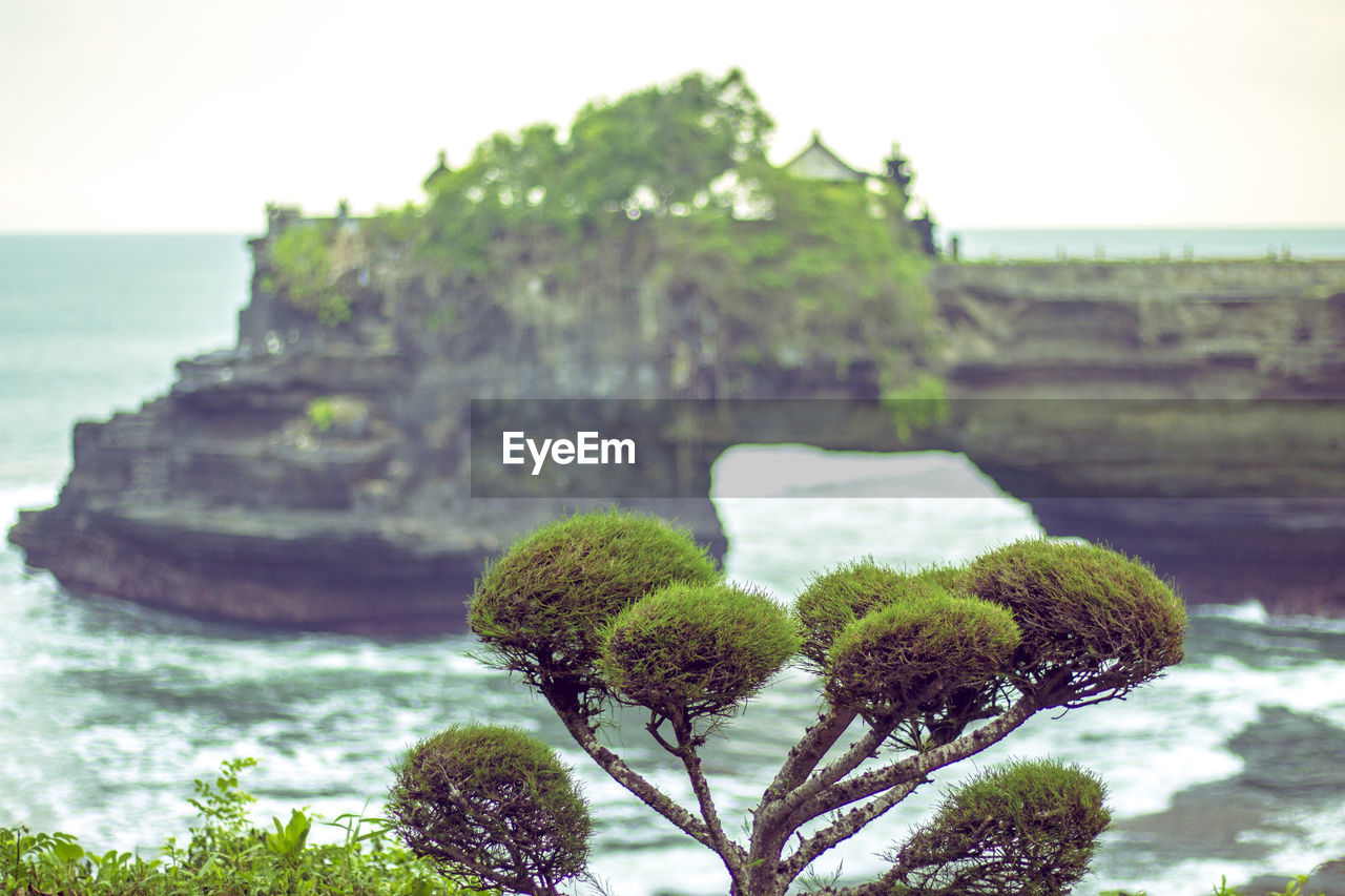 CLOSE-UP OF TREE WITH SEA IN BACKGROUND