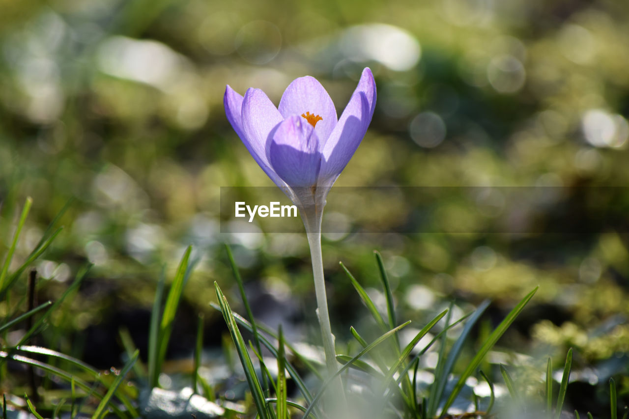 Close-up of purple crocus flower on field