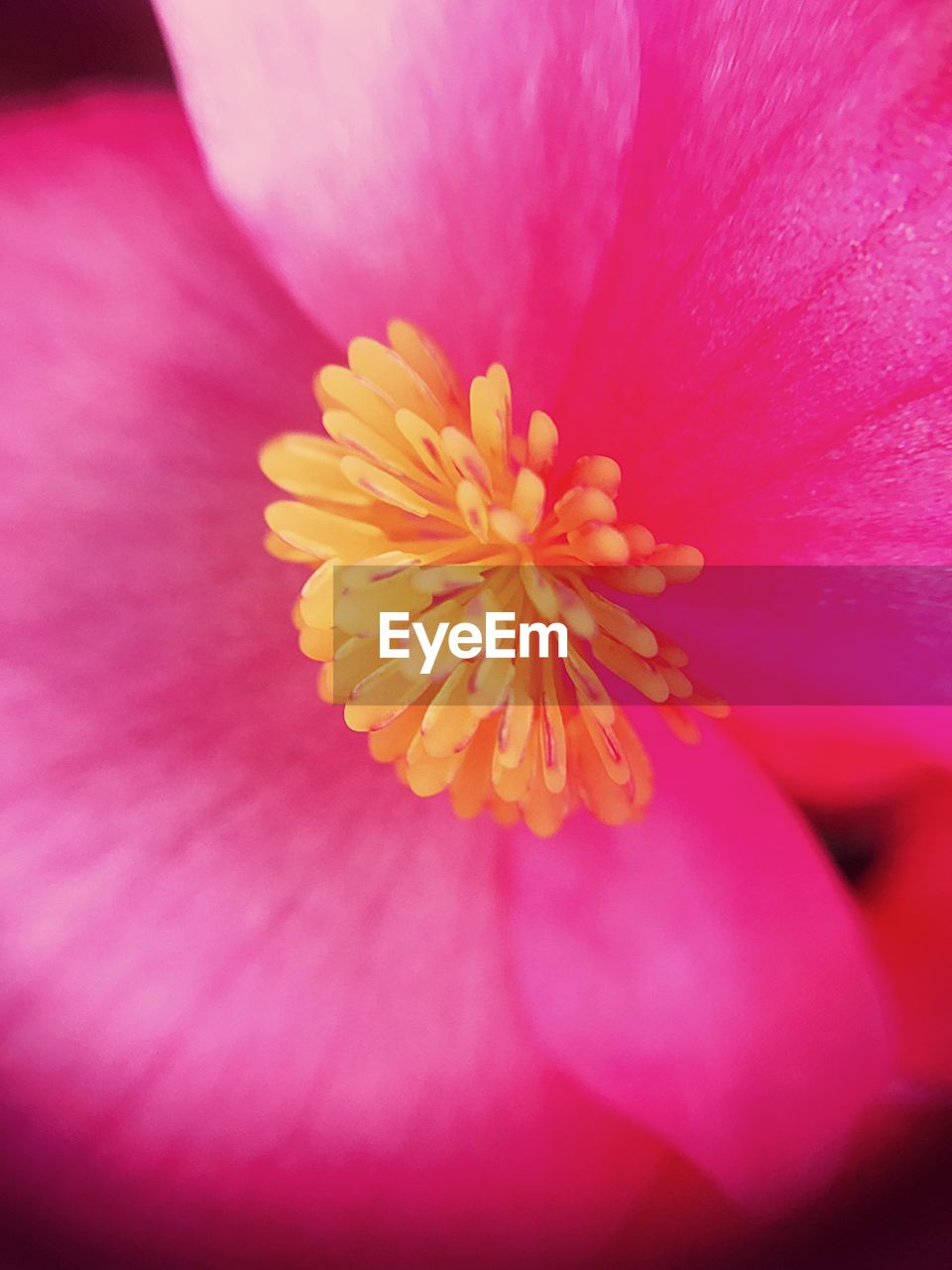 MACRO SHOT OF PINK FLOWER