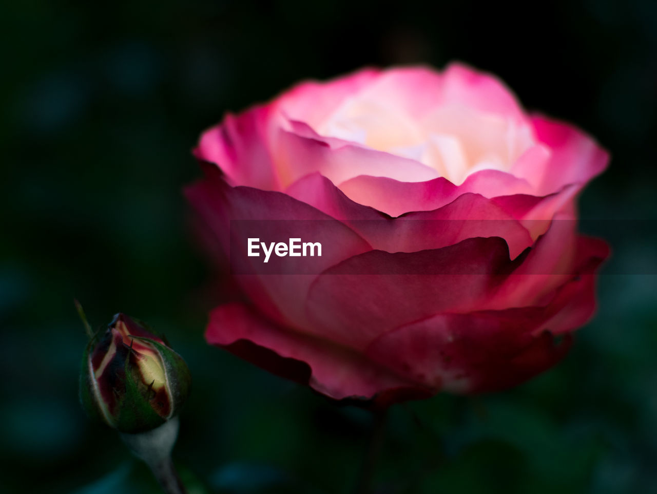 CLOSE-UP OF PINK ROSE FLOWER