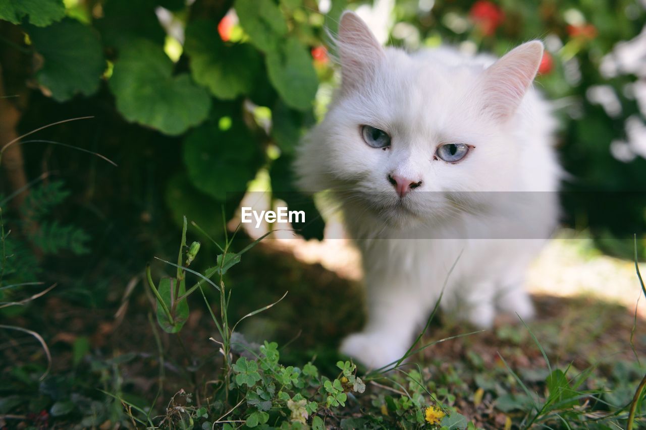 Close-up portrait of cat