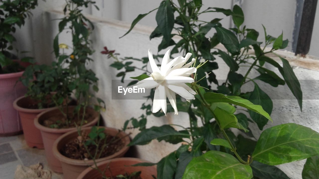 Close-up of white flowers